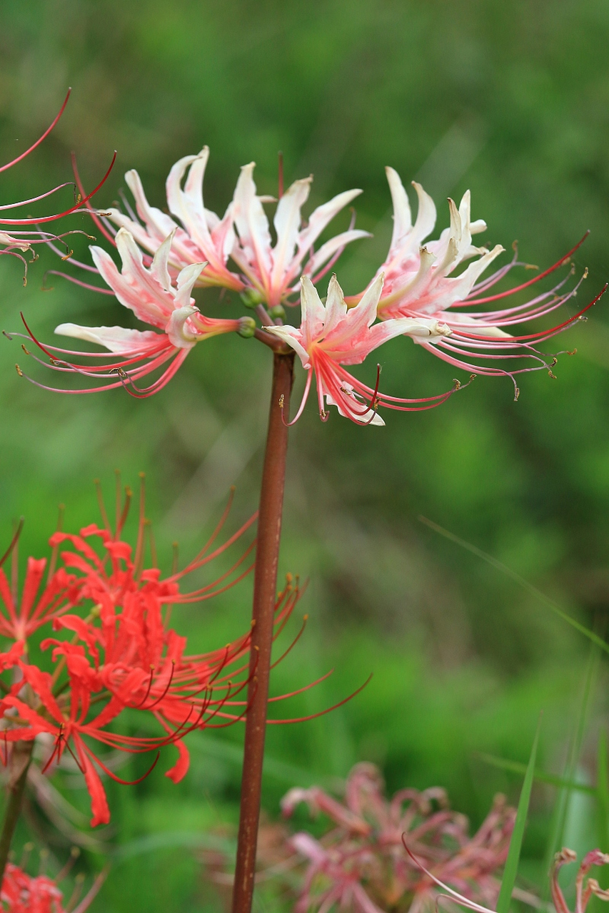 九尾狐花,一种美丽的植物,以其独特的形态和魅力吸引着众多植物爱好者