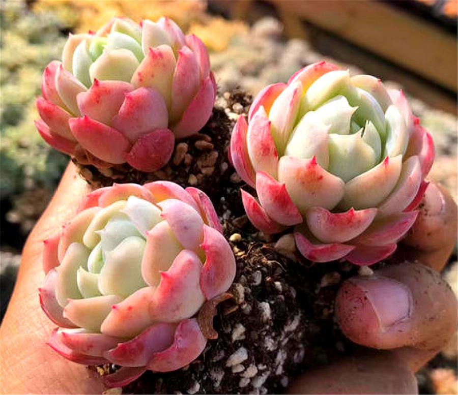 最美粉色多肉双子贝瑞,爱爆头颜值高,只要"3招",轻松挤爆盆