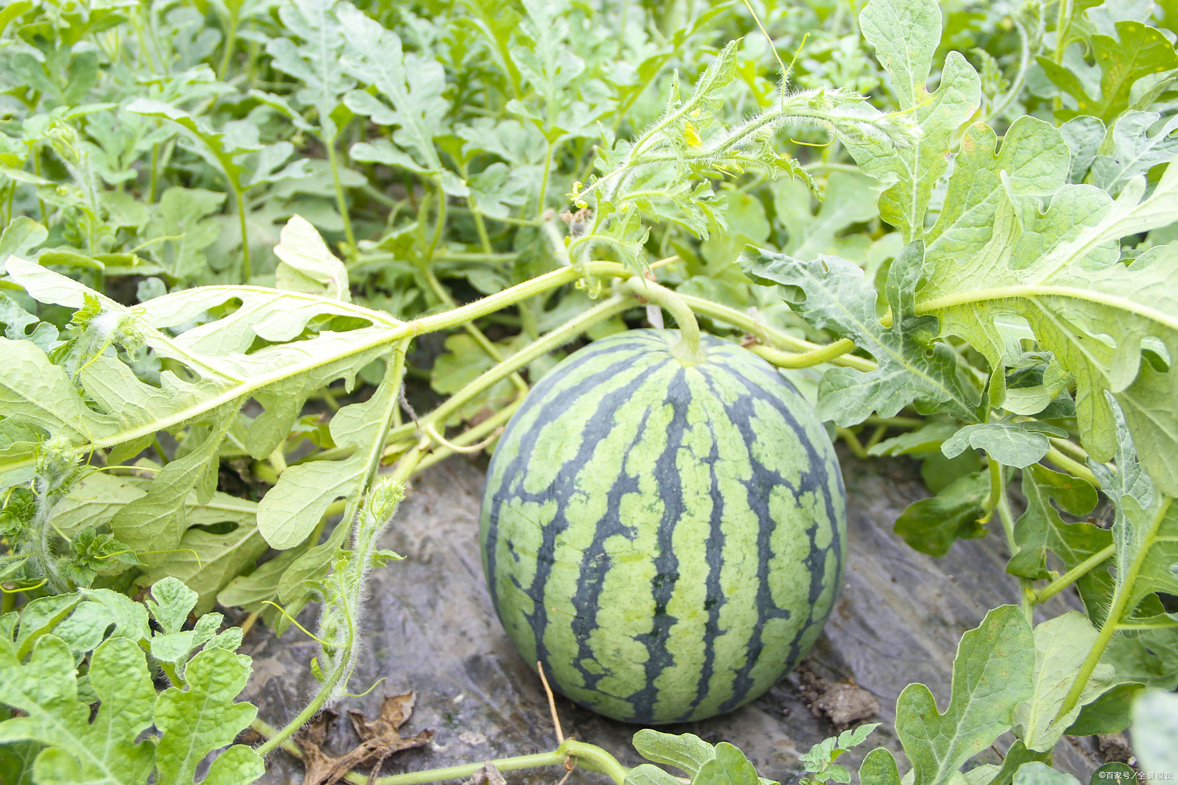 西瓜苗 - 热门商品专区