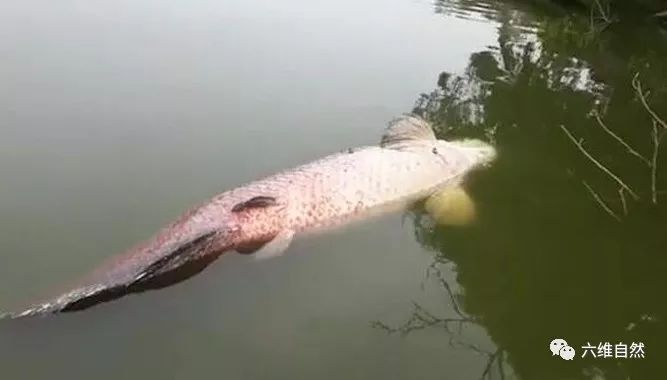 南美最大的淡水鱼在马来西亚淡水湖中死亡,来源不明,死因待查!