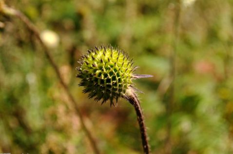 农村山坡上的一种野草,就像和尚头,是保胎中药,还能接骨又补阳