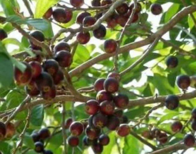 4月发文:南方分布极广的割舌果,不用盐水泡吃着割舌头