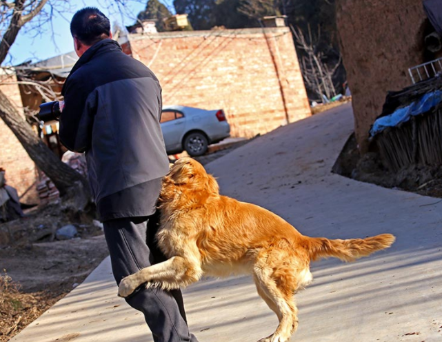 山村人很少,农家养的金毛犬可能太寂寞,见了生人也抱