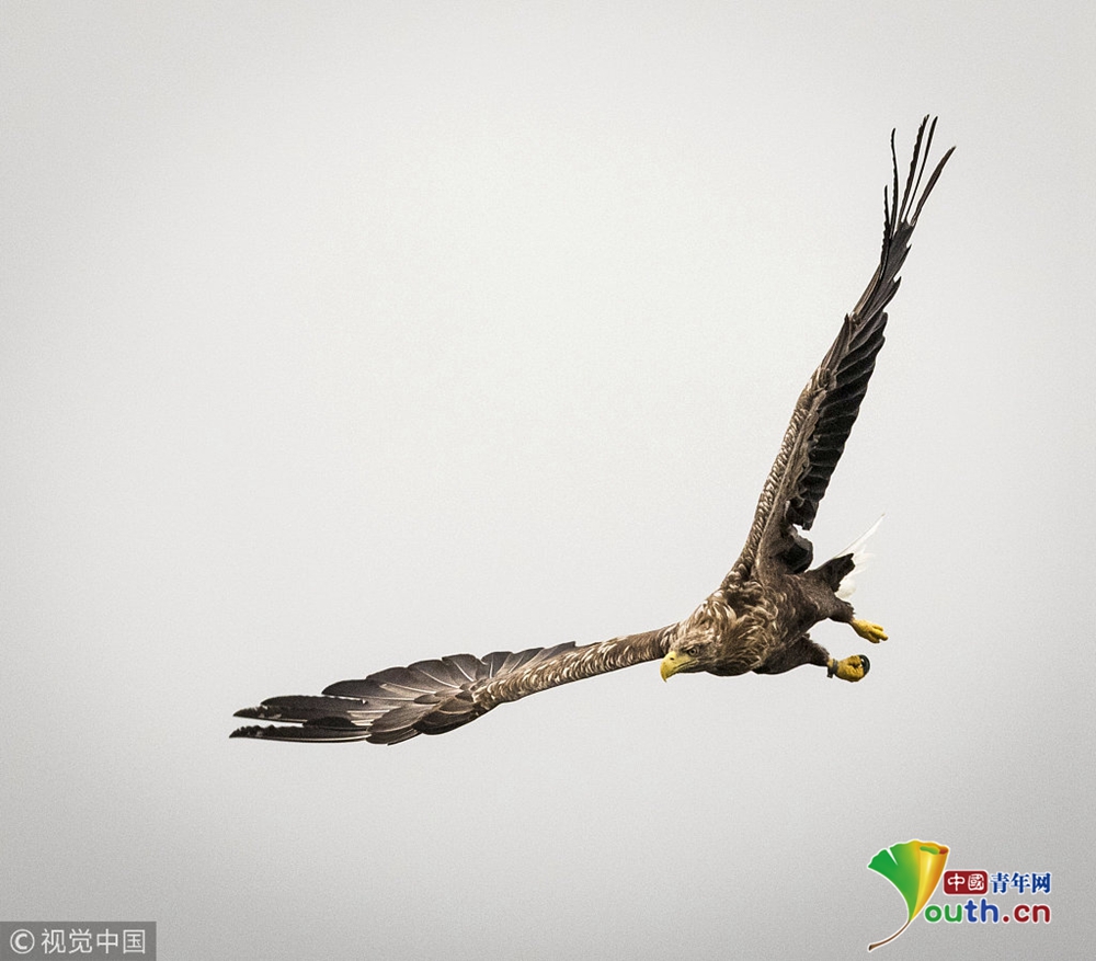 稳准狠!老鹰俯冲捕鱼展现高难度动作