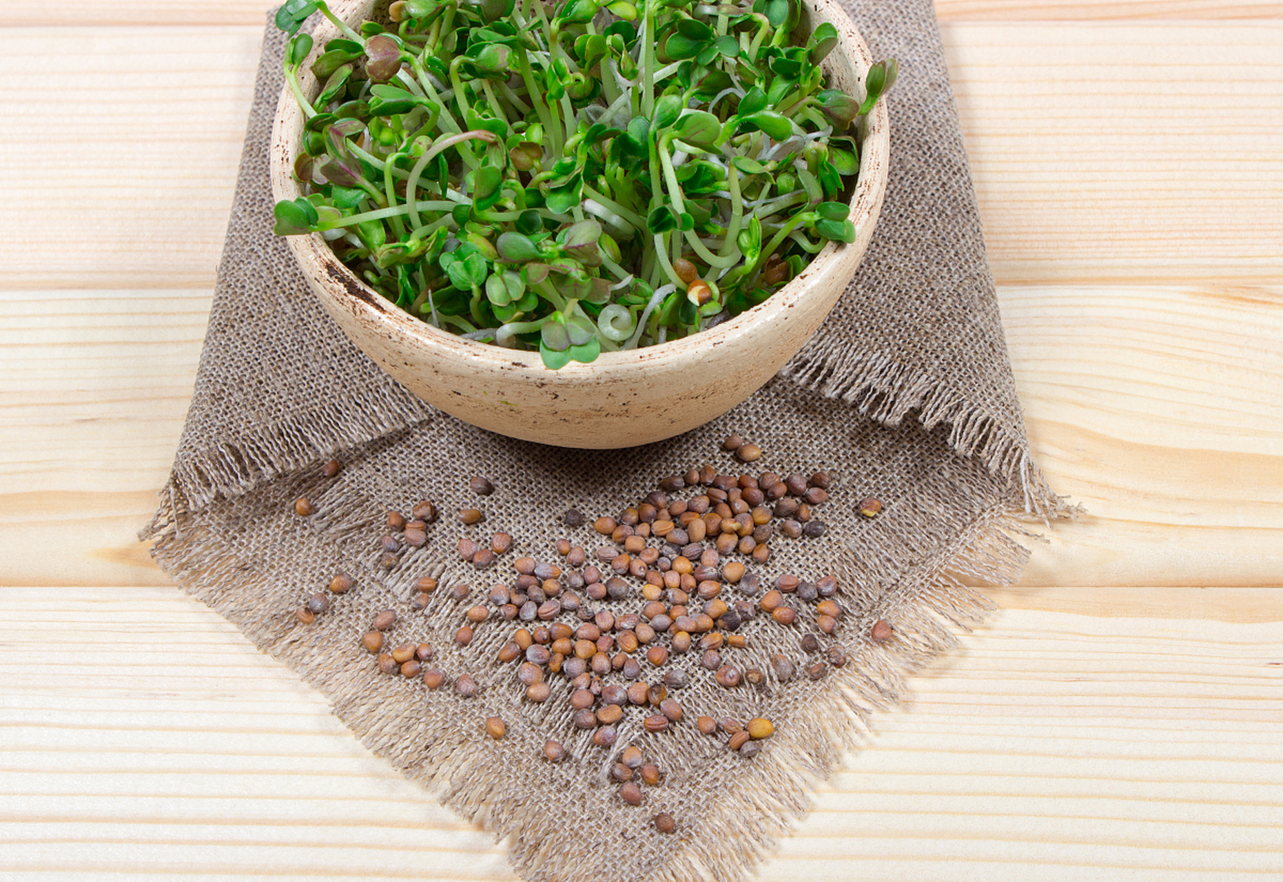 冰菜种子是一种特殊的植物种子,具有耐寒,耐旱,喜阳的特性.