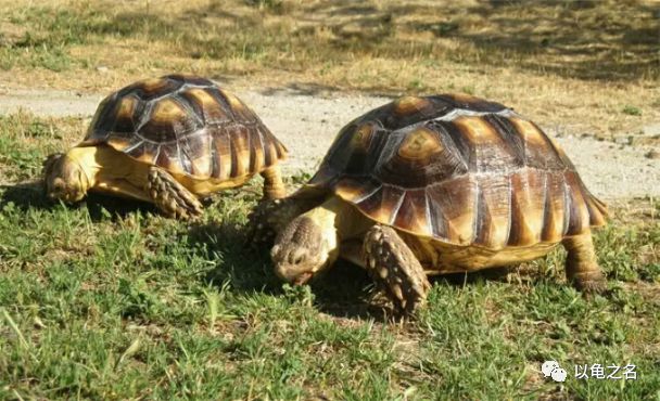 教你如何饲养了解陆龟