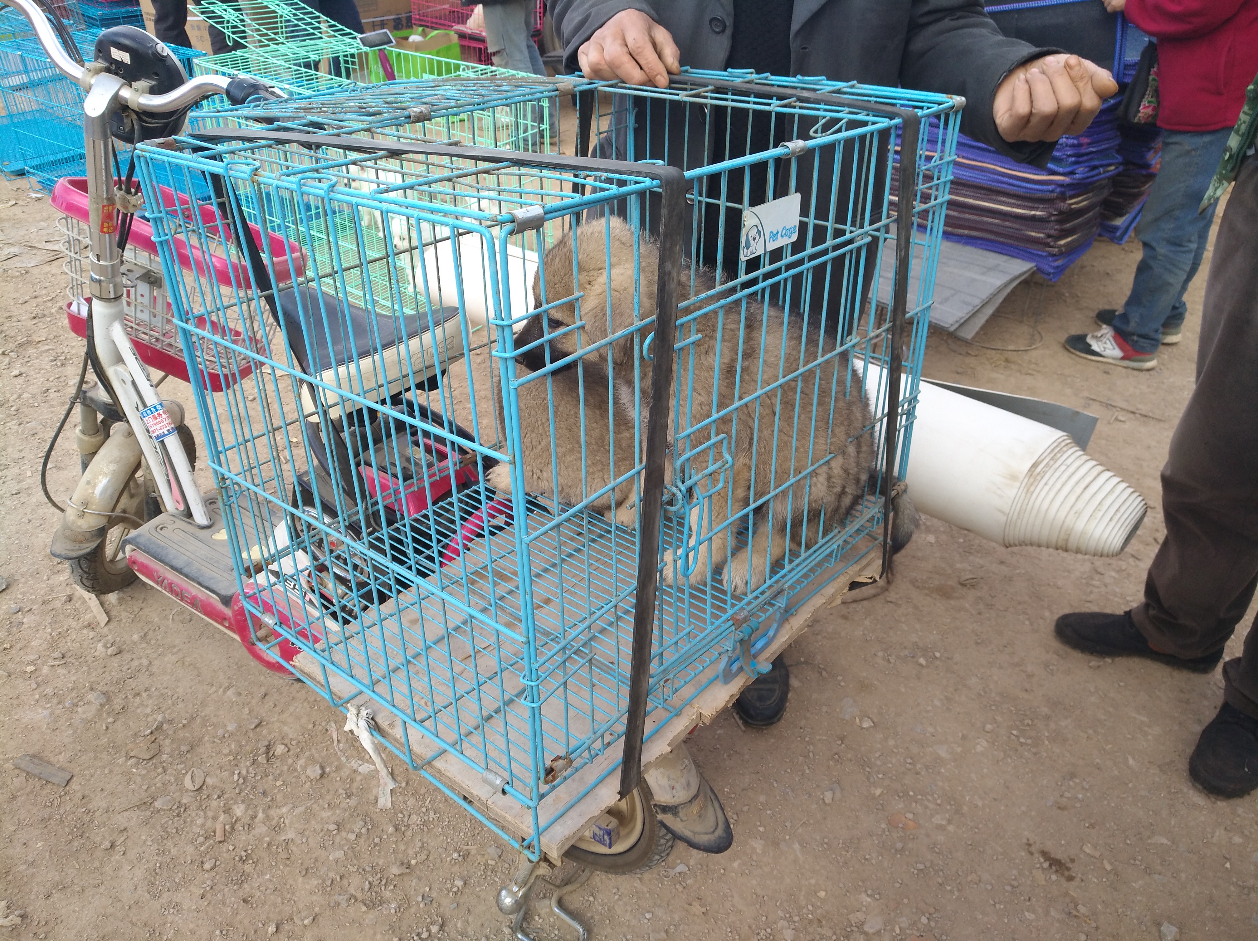 年末大型犬市场回暖,商贩出售的狼青犬引众人围观!