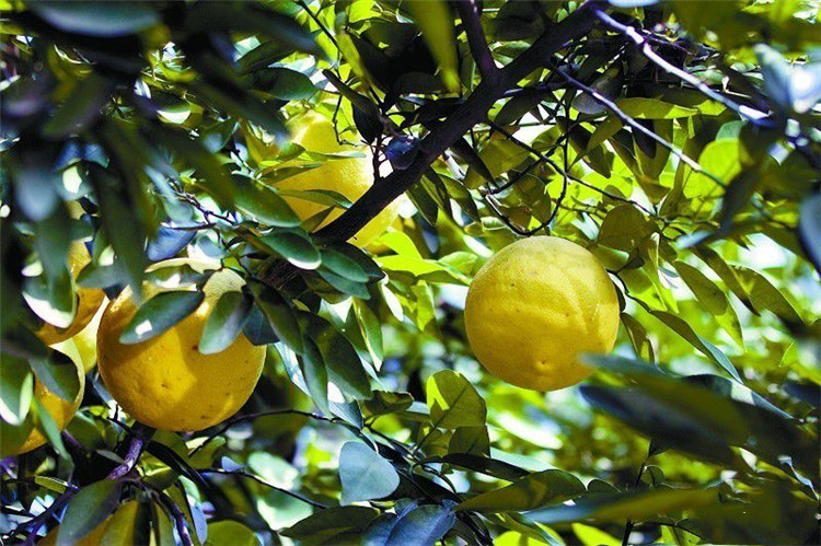 香柚树 - 热门商品专区