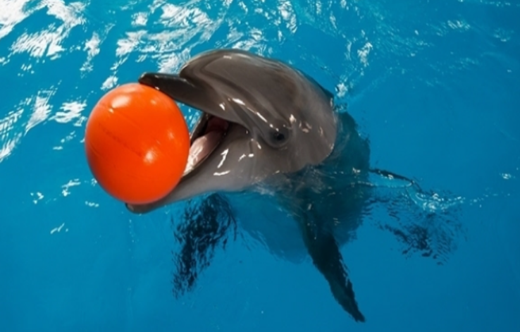 哺乳动物海豚,海洋馆产子嬉戏畅游,小海豚刚出生原来长这样!