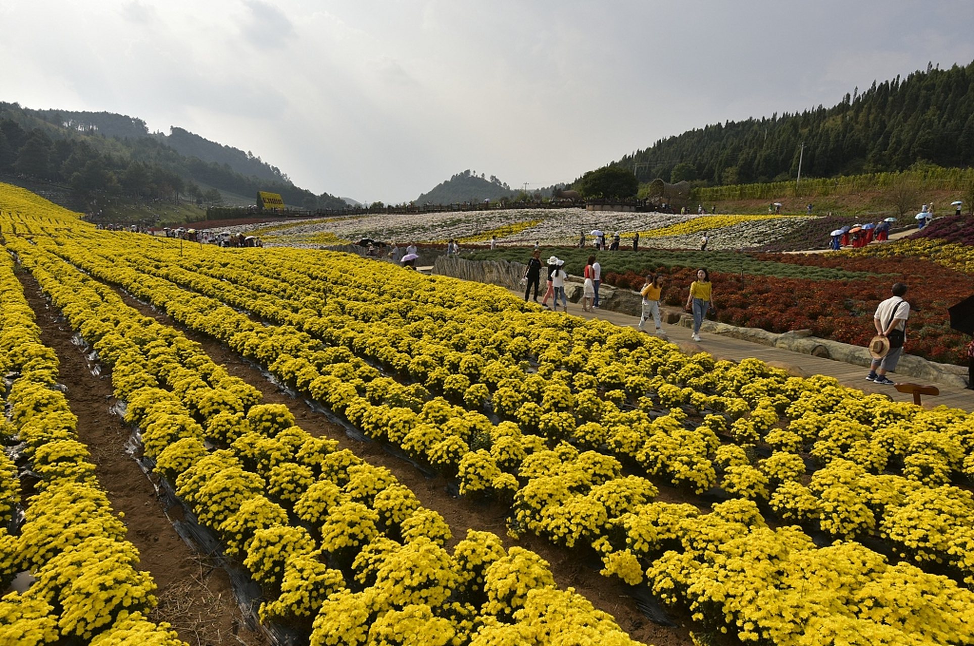 麻江菊花园图片