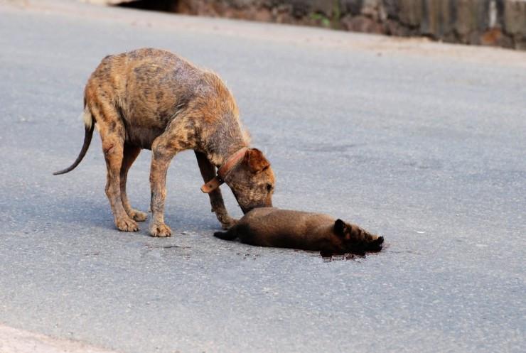 动物界的生离死别:6个令人动容的真实瞬间
