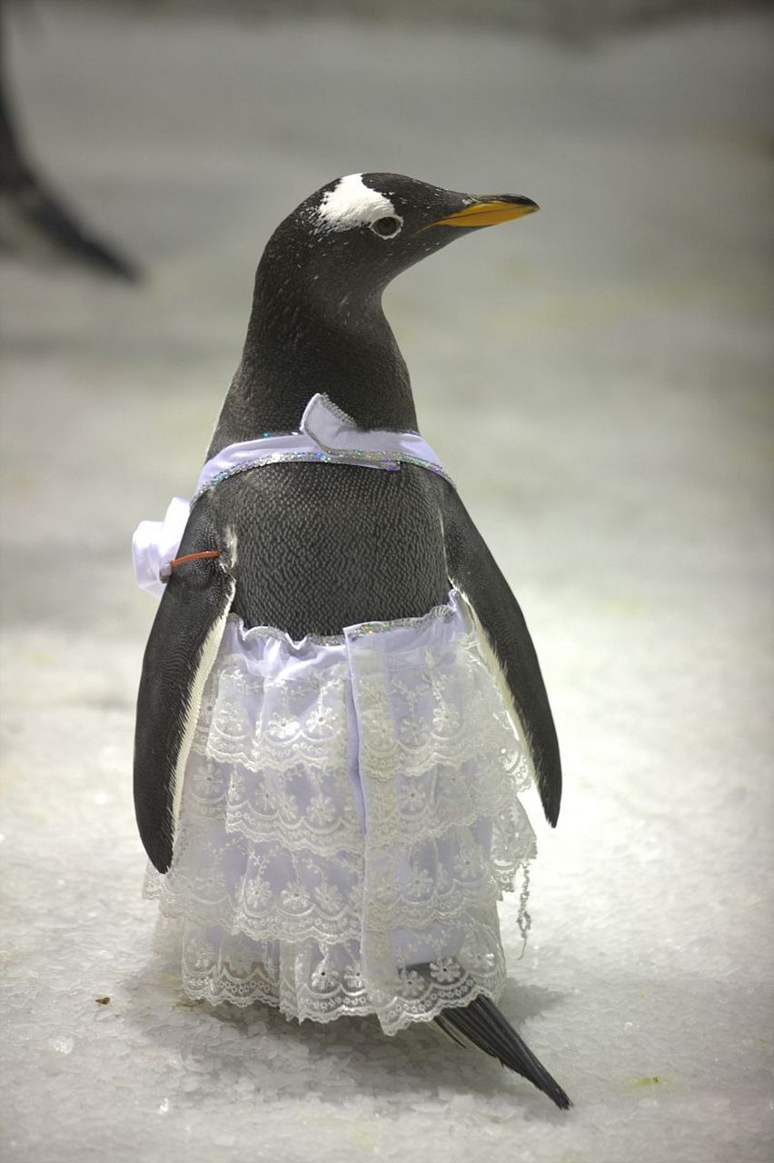 这穿白裙子的小可爱,能告诉我你的闺名吗##搞笑