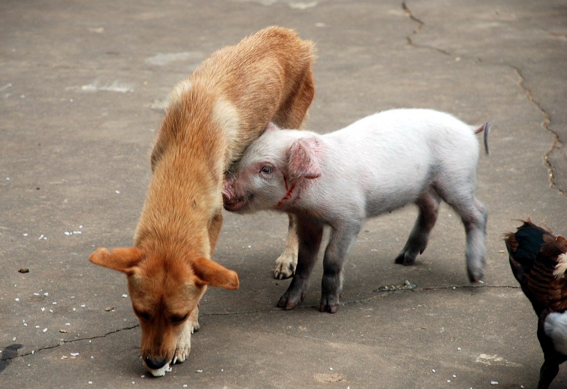 远古时代# ,一女子生产前夜,做了一个奇怪的梦,梦中一猪一狗来到她