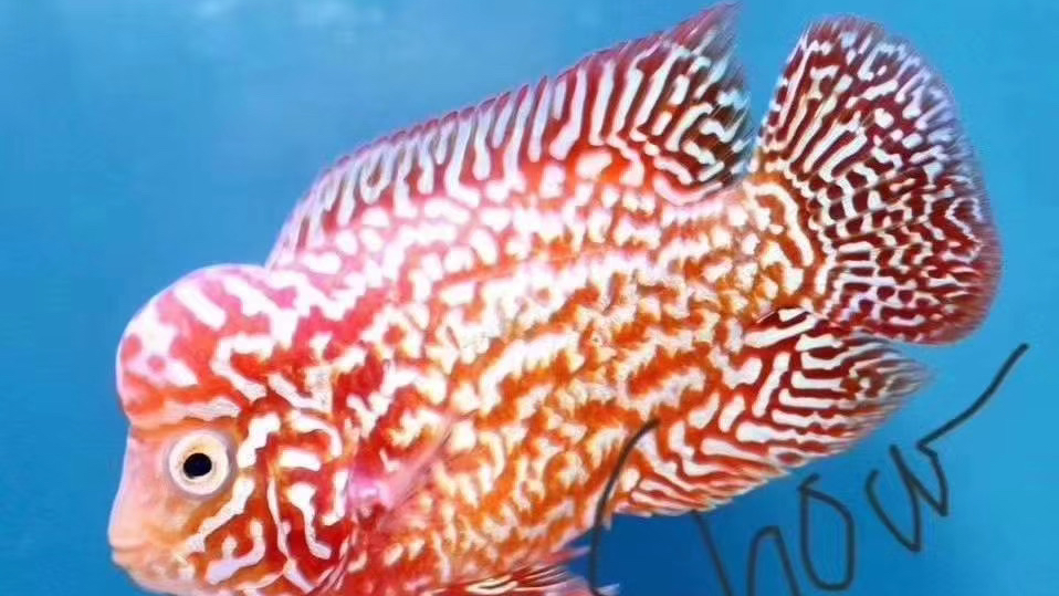 罗汉鱼苗,100元5条大家看看品质