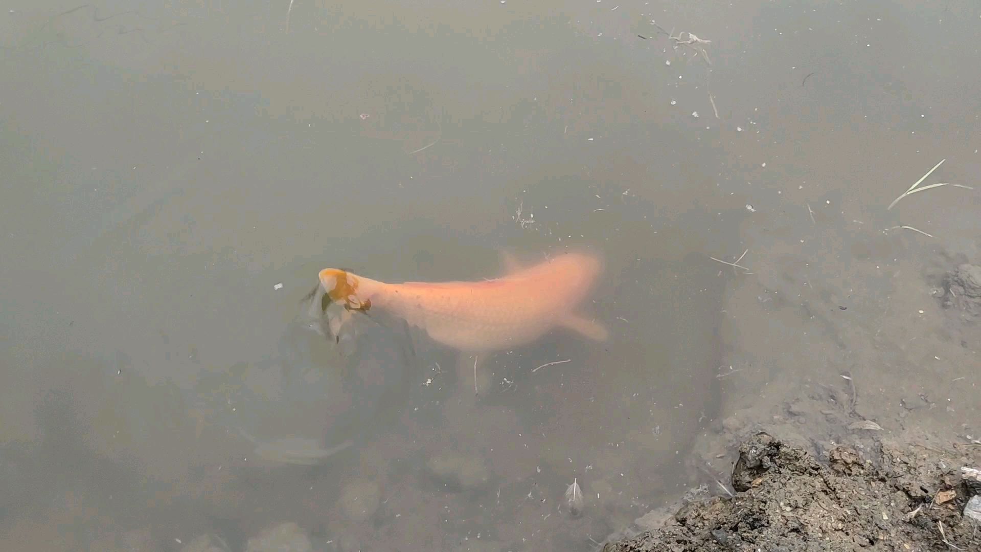 红鲤鱼怀孕了?小伙决定去放生