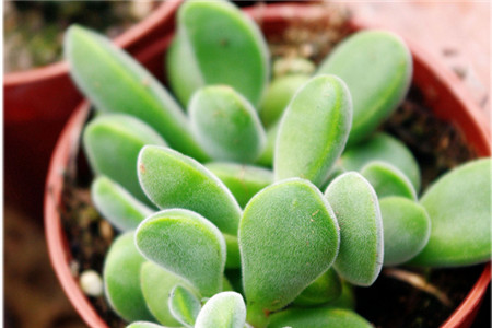 若歌诗如何扦插繁殖?