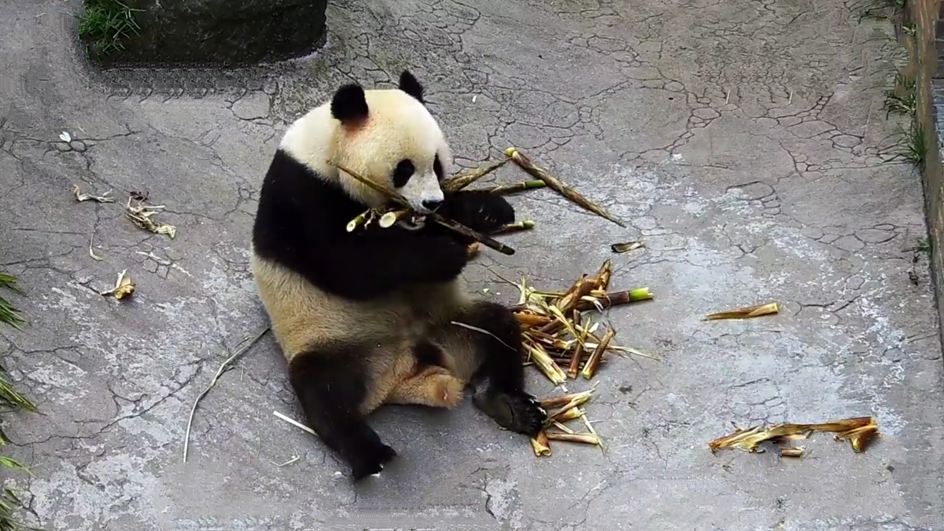 国宝大熊猫吃东西的样子,有多少就吃多少,十足的吃货啊