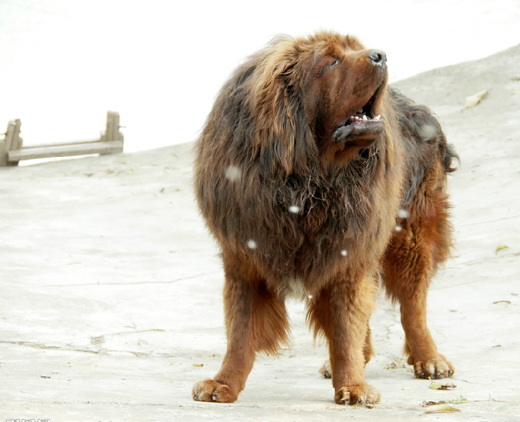 世界最凶猛的犬种的藏獒,是喜玛拉雅山的游牧民族的号伙伴,霸气