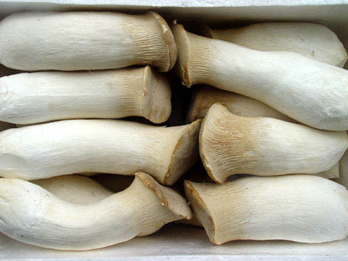 杏鲍菇很美味,但是看了满屋子的杏鲍菇,网友:我只觉得头皮发麻