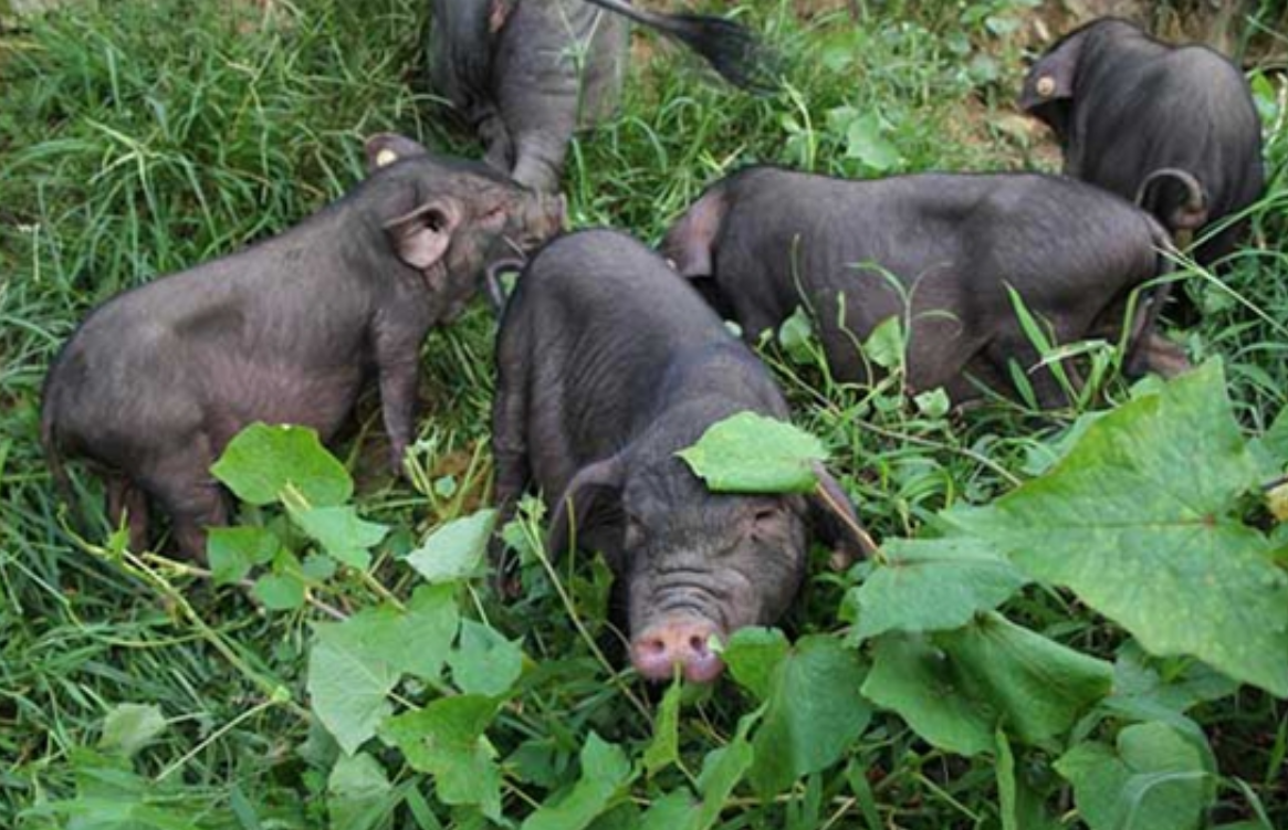 80后农村女孩家中变故,被迫回乡养猪,从负债几百万到致富领军人