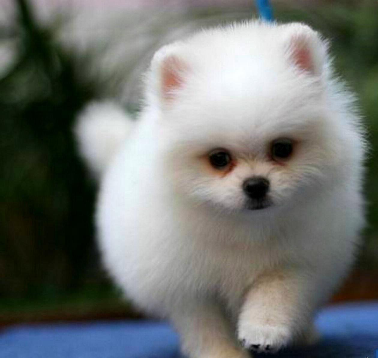 博美是一种紧凑,短背,活跃的玩赏犬,学名哈多利系博美犬(俗称英系博美