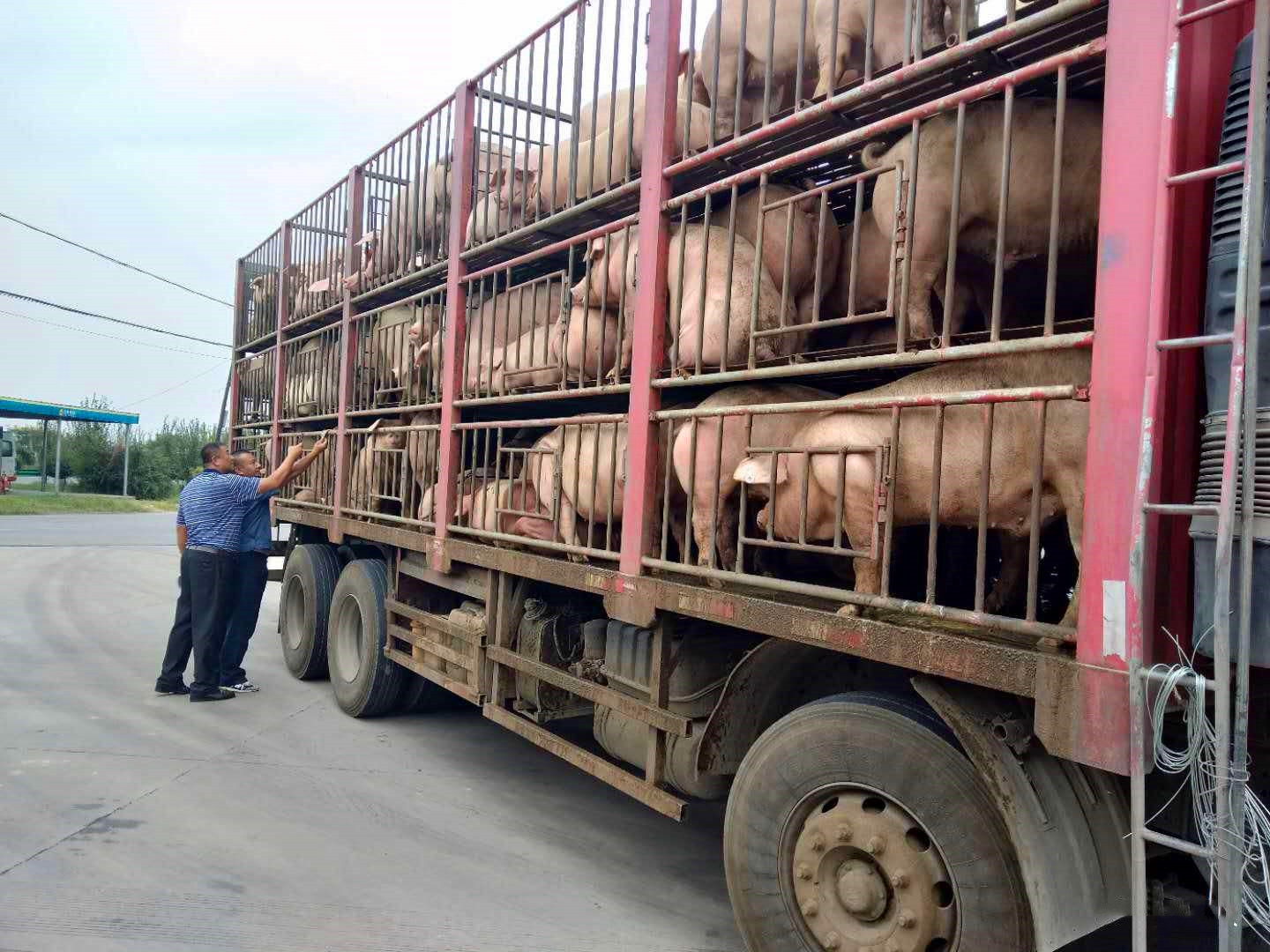 刚刚,重庆云阳发生非洲猪瘟疫情,下半年猪肉会不会"飞"起来?