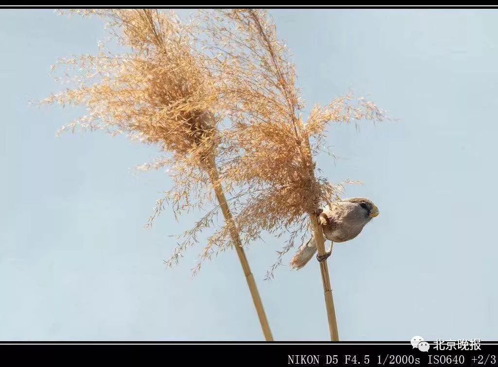 鳥中大熊貓現身北京這個公園意外拍到震旦鴉雀有多難得