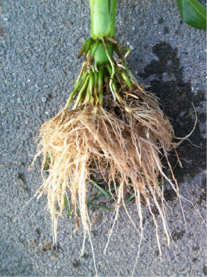 玉米- 热门商品专区