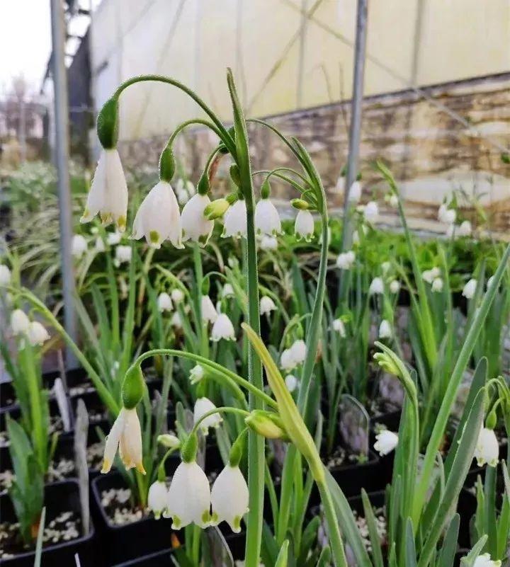 这花开在雪地里,零下20度冻不死,年年爆球一大堆!