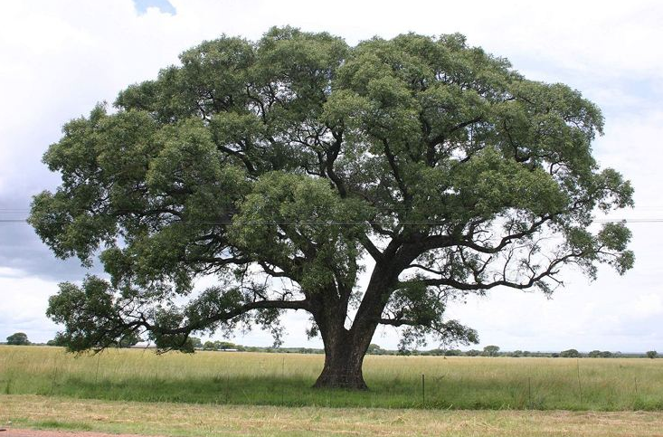人喝醉你听说过,那动物喝醉?分享10个动物喝醉故事