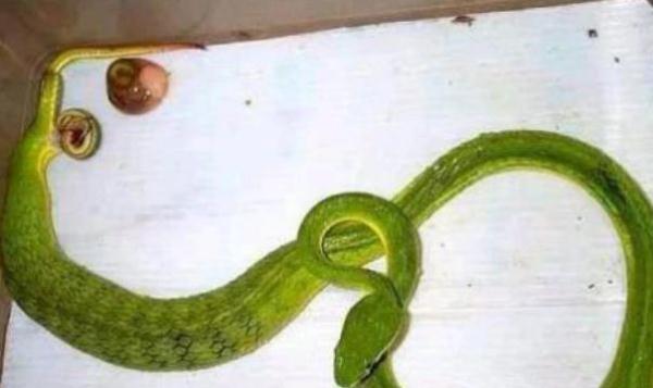 宠物青蛇在窝里太安静,男子细心检查,发现奇异画面