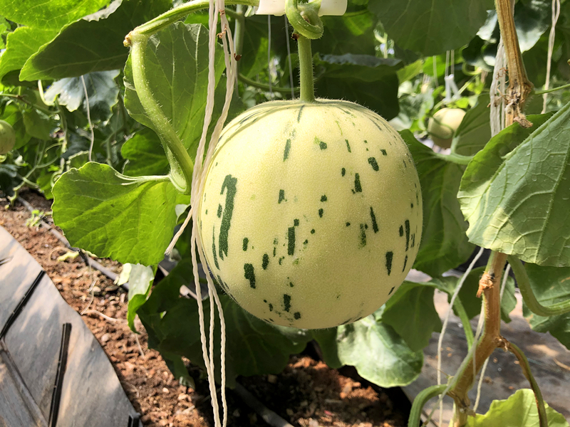 香瓜的品种 - 2020年最新商品信息聚合专区 - 百度爱采购