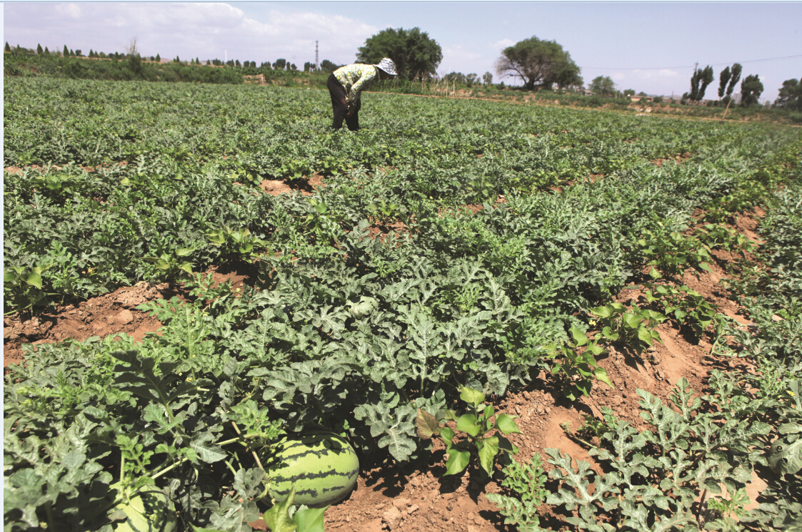 西瓜种植技术:西瓜怎样育苗,怎么进行人工授粉的?