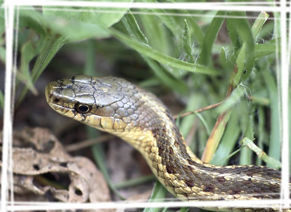 乌梢蛇图片电脑壁纸,快收藏起来吧