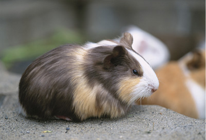 豚鼠不仅可爱,它们的平均寿命在4到5年之间,算是比较长寿的了