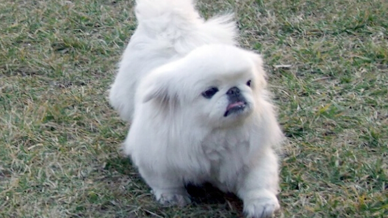 世界上最小的十种狗狗,快来看看,有你养的没有