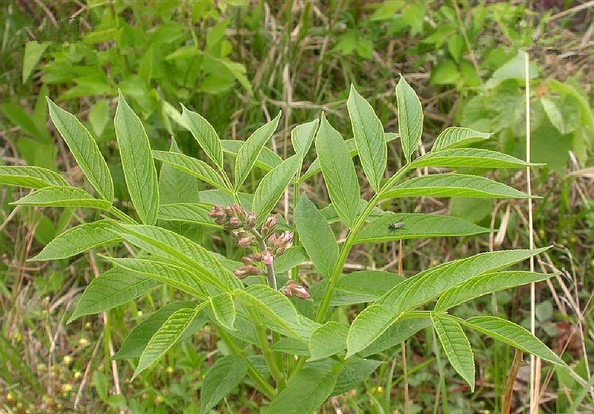 晒干后的千斤拔可以与多种食物一起熬汤,也可以用老泡水喝,可以治疗