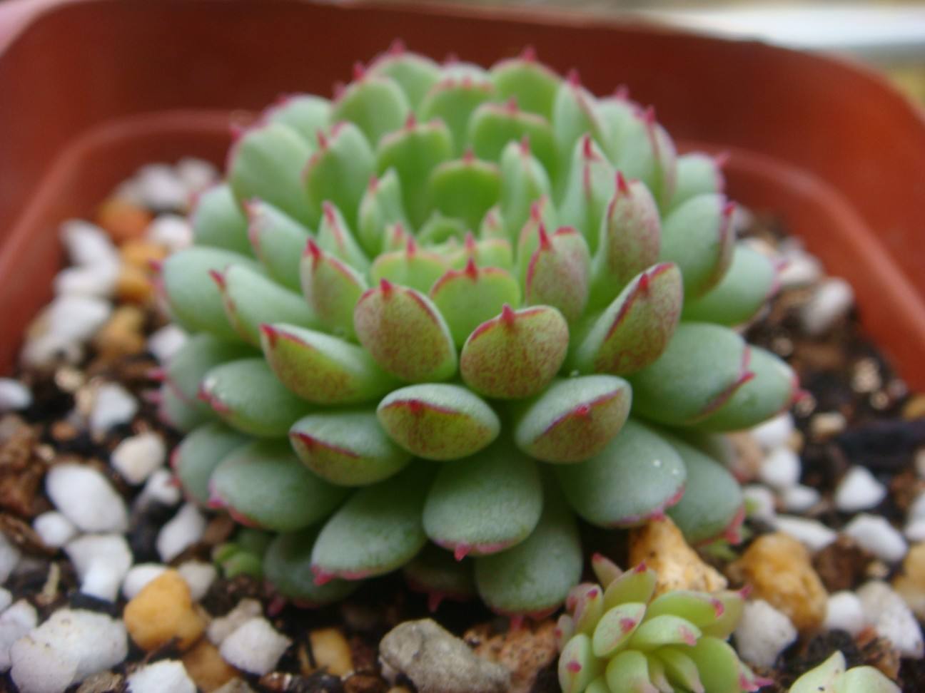 小红衣的种植方法如此简单,做好这几点,不信你们养殖不好