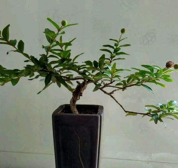 这种盆景会长"水团花",清秀雅致,耐修剪,易养活,新手都能种