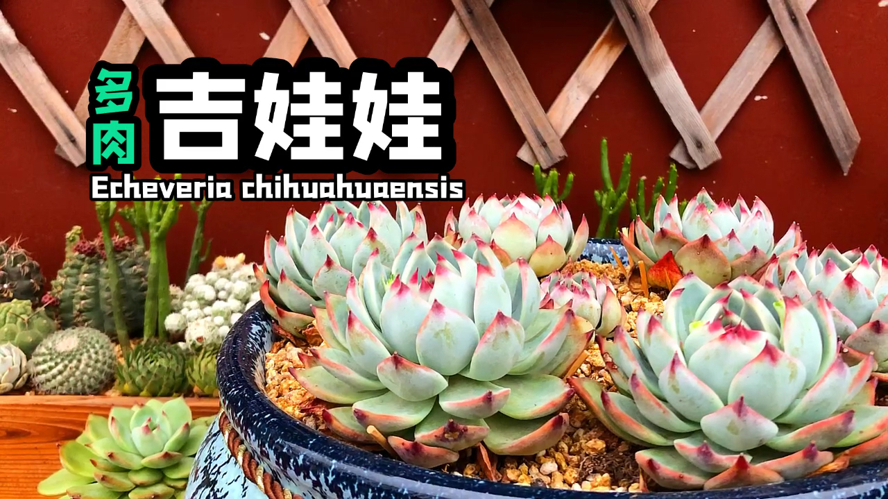 吉娃莲长相标致 誉为多肉中的“杨贵妃” 多肉迷中的“宠妃”!