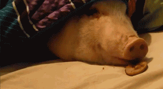 332_181gif 动态图 动图