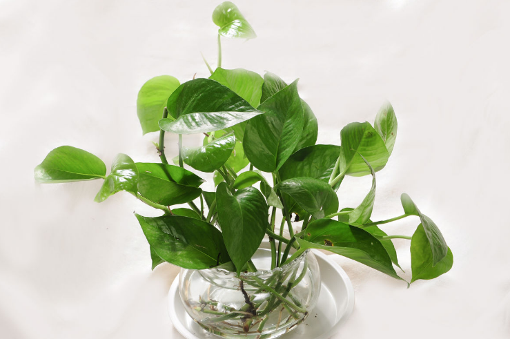 书桌上的小型盆栽,不只是多肉,这6种也不错!