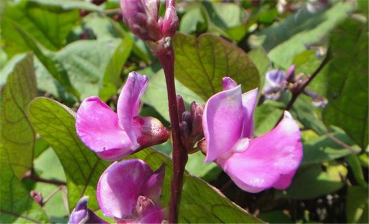 紫扁豆是一种比较能耐水的作物,在种植的时候,需要注意