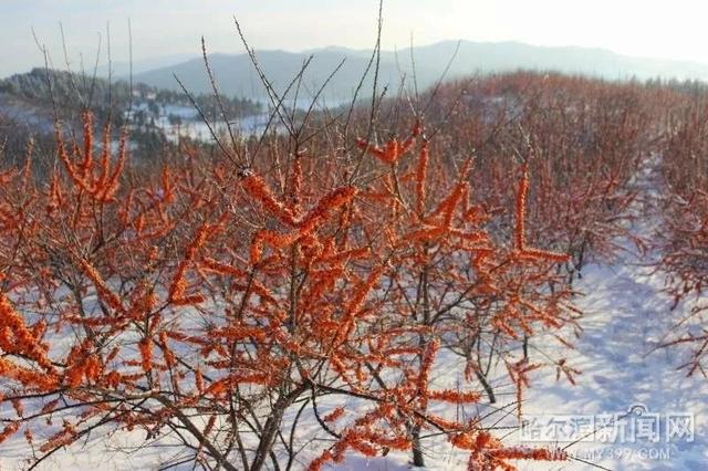 雪地里的鲜艳是希望丨沙棘果或成延寿农民"摇钱树"