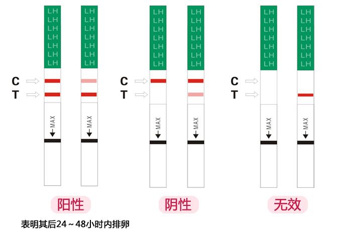 测试排卵试纸图解图片