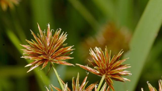 农村招人嫌的"刺头草",却是专家眼里的中药,专治女性病!