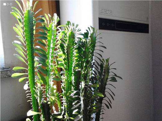 新栽的龙骨需要浇水吗,浇水的时候要注意什么?