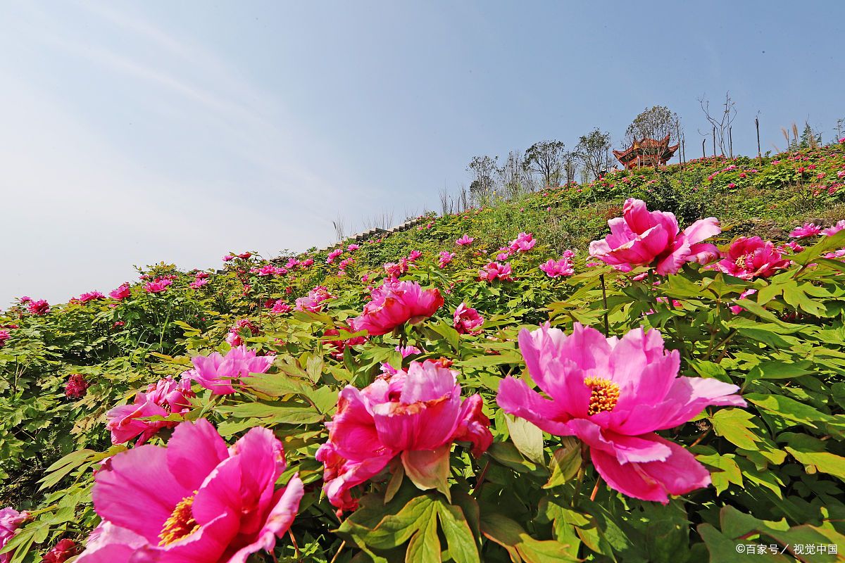 恺之峰旅游区:牡丹之乡,旅游文化的璀璨瑰宝