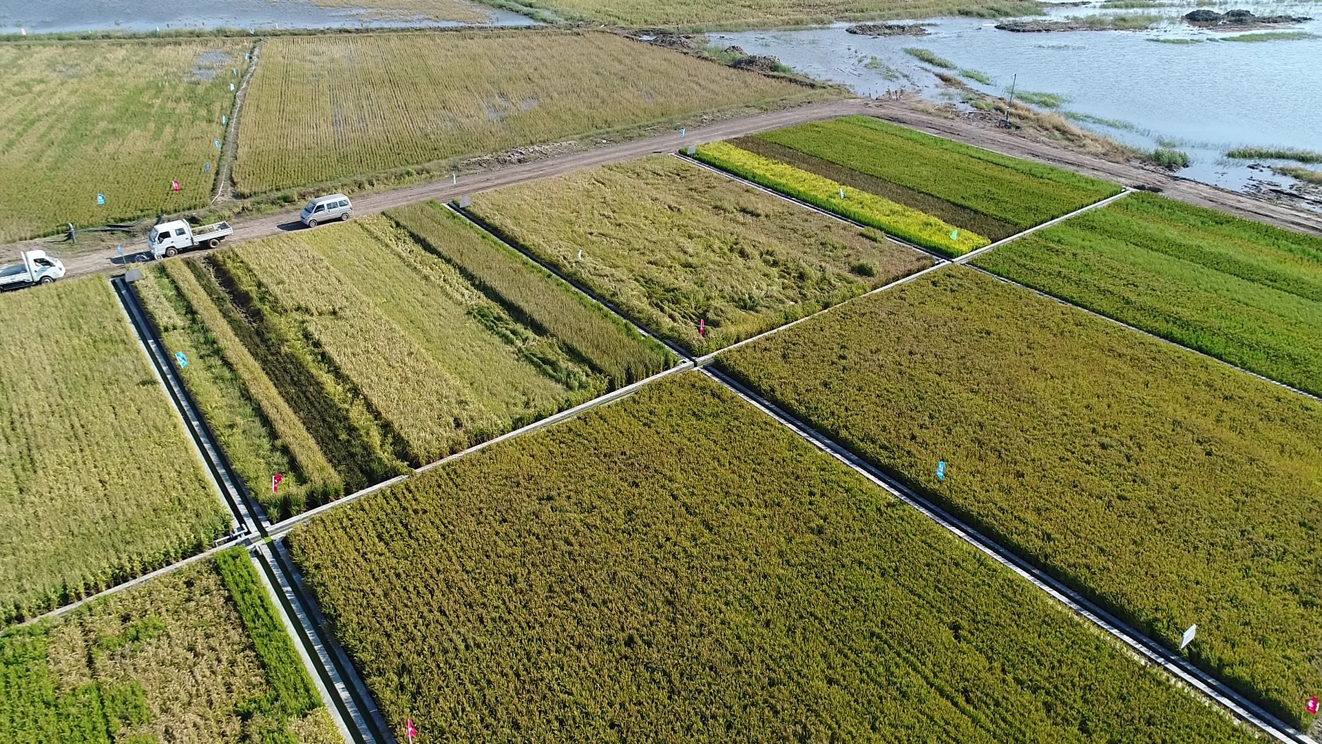 "海水稻"开启智慧农业巨大想象空间