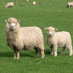 罗姆尼羊知识科普,这些你可能不知道!